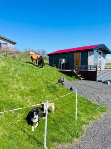 two dogs laying in the grass near a fence at Vestra Fíflholt Cabin 4 in Hvolsvöllur