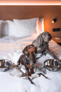 two dogs sitting on a bed with food bowls at Paxton Paris MLV in Ferrières-en-Brie