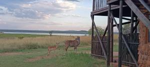 two deer standing in a field next to a building at Vaalkop Dam Reserve Log Cabin, Self-Catering, Beestekraal in Beestekraal +44 photos