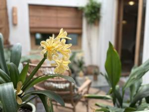 a yellow flower on a plant in front of a house at Montroig 5 hotel boutique in Sitges