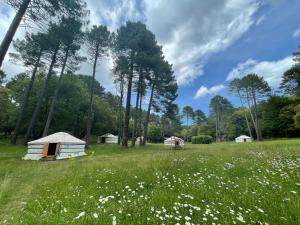 a yurt in a field with trees and flowers at Yourtes Corse Le pré aux biches in Zonza