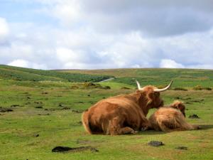 a couple of animals laying in a field at Scenery Cottage in Bridford