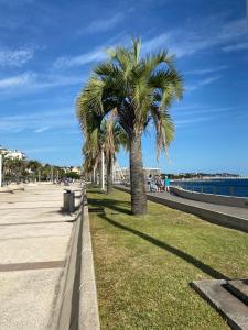a row of palm trees on a sidewalk near the water at Studio Rez de jardin coté piscine - Clim in Saint-Raphaël