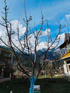 a tree in a yard with mountains in the background at The North Rememberzz in Kalgha