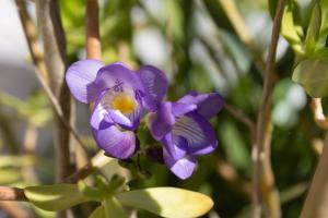 a purple flower with a yellow center at Katerina's Sunset Apartment in Episkopianá +115 photos
