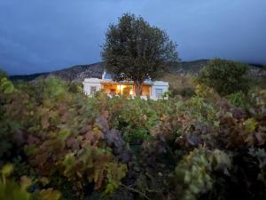 a house in the middle of a field of crops at Windkraal Farm House in Bonnievale