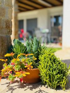 a group of plants in a pot on a wall at Dimis Luxury Suites in Paralia Sikias