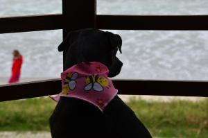 a dog wearing a pink bow tie looking out a window at Residencial Vila do Sol, Apartamentos com pé na areia in Bombinhas