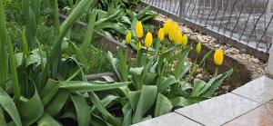 a bunch of yellow flowers in a garden at Urban Pool & Relax Apartment in Sarajevo