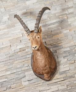an animal with long horns sitting on a brick floor at Hotel Steinmattli in Adelboden