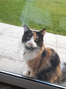 a cat is looking out of a window at Habitación en casa familiar "FILOMENA" in Puerto Madryn +9 photos