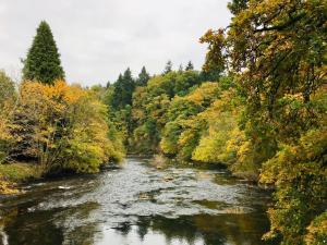 a river in the middle of a bunch of trees at Afon Lodge in Maesmynis +5 photos