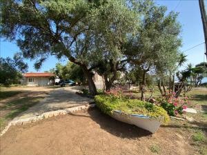 a large pot of flowers in a yard with a tree at Epicurus beach cottage in Kánalos +5 photos