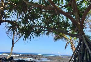 two palm trees on a beach with the ocean at Garden Balcony • Walk to Beach + Kitchen in Hilo +12 photos