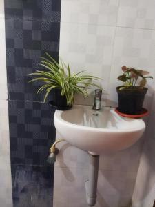 two potted plants sitting on a sink in a bathroom at Nomad in Coimbatore +13 photos