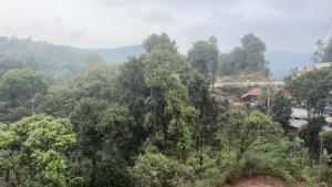 a forest of trees with a house in the background at Vega tourist lodge in Madikeri