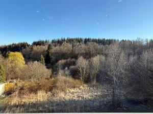 a forest of trees and bushes with a blue sky at Apartament GreenHills 3 in Wałbrzych