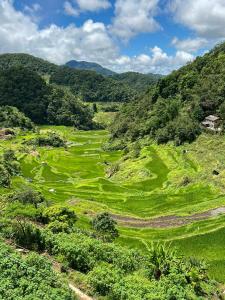 an aerial view of a lush green hillside with trees at Banaue Greenfields Inn and Restaurant in Banaue