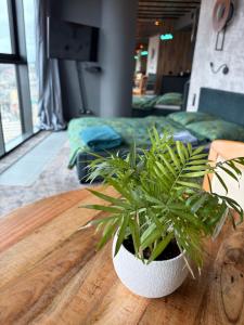 a potted plant sitting on top of a wooden table at Hanza Tower Apartment - 22 floor, swimming pool & SPA in Szczecin