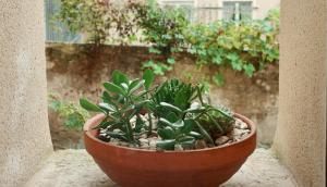 a plant in a pot sitting on a ledge at The Little Hideaway - La Petite Maison Cachée in Noyers +29 photos