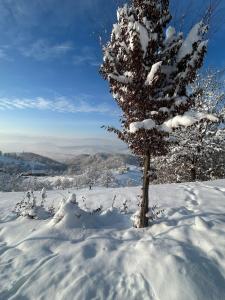 a snow covered tree on top of a snow covered hill at Cabana Bradova Jacuzzi & Heated Pool A-Frame in Bîrsana