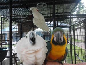 due pappagalli seduti su un braccio di una persona in gabbia di Parrot Resort Moalboal a Moalboal