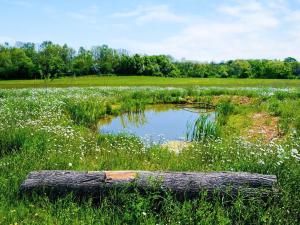 a pond in the middle of a field with white flowers at Swallow - Uk50155 in Faversham