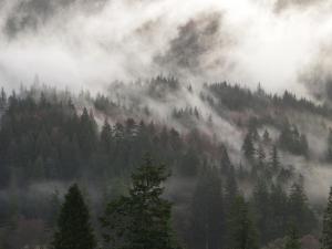 a foggy mountain with trees and a forest in the foreground at Ard Darach Lodge in Dunoon