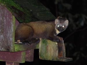 a black and brown animal sitting on a bird house at Ard Darach Lodge in Dunoon
