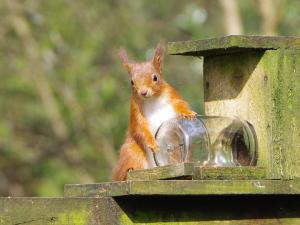 a red squirrel sitting on a bird feeder at Ard Darach Lodge in Dunoon +18 photos
