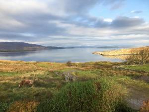 a cow grazing in a field next to a lake at Aird House in Ardfern +8 photos