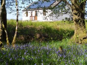 a house in the middle of a field of purple flowers at Moy in Taynish +4 photos