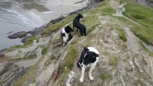 two cows standing on a cliff near the water at Charming Upper Solva Cottage by Beaches and Harbour in Solva