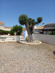 a tree in the middle of a gravel driveway at Villa Sparrow, Arboleas in El Arroyo Aceituno
