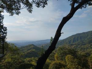 a view from the top of a mountain with a tree at Minca nomada 517 de la sierra in Santa Marta +3 photos