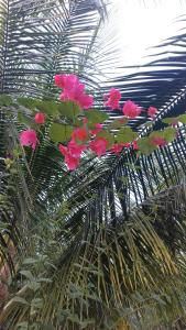 a bunch of pink flowers on a palm tree at Villa 150 mètres Océan in Cap Skirring