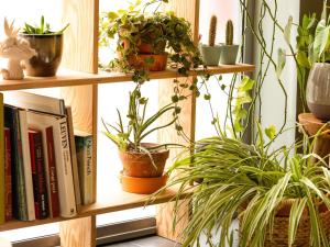 a book shelf with plants and books on it at ibis Leuven Centrum in Leuven