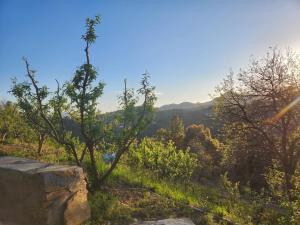 a tree on top of a hill with a view at The Gypsy Soul Mukteshwar in Mukteshwar