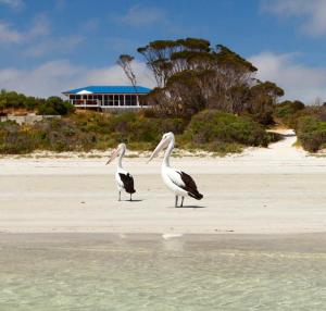 two birds standing on a beach near the water at Kangaroo Island A-Frame Off-Grid Escape in Pelican Lagoon