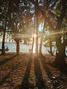 a group of trees on a beach near the water at Maya Seaview Chalet, Coral Bay Perhentian Island in Perhentian Island