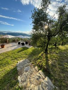 a tree in the middle of a grassy yard at Agriturismo Belfiore in Castelnuovo Magra