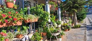 a bunch of potted plants on the side of a building at Kyperounta Troodos Mountain House! in Kyperounda