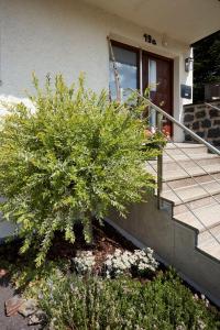 a small tree in front of a house at Pension KaraMia in Fichtelberg