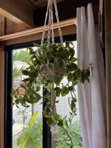 eine Topfpflanze, die aus einem Fenster hängt in der Unterkunft Alamar Hotel Boutique in Mahahual