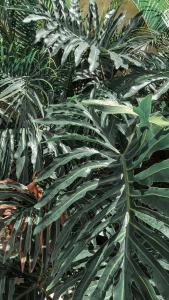 a green plant with lots of green leaves at Pousada Recanto da Grande Paz in Alto Paraíso de Goiás +128 photos