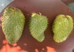 a group of three cactus sitting on a plate at Highwalton Estate Heritage Bungalow in Udasgiriya