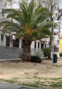 a palm tree in front of a building at Villamadrid Home 2 in Madrid
