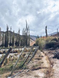 a group of trees on a dirt road at Cabaña la Viña in Purmamarca