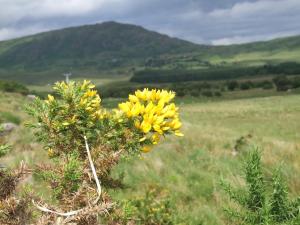 a yellow flower on a bush in a field at Grace's Landing in Sneem