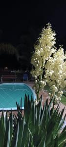 a plant with white flowers in front of a pool at Posada La Maison D Agustine in Colón